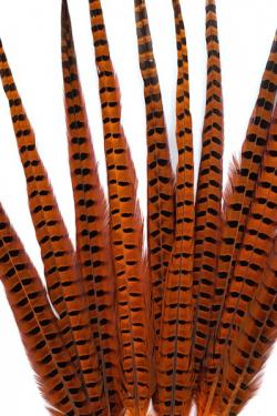 Faisan de Colchide - 35-45 cm - orange